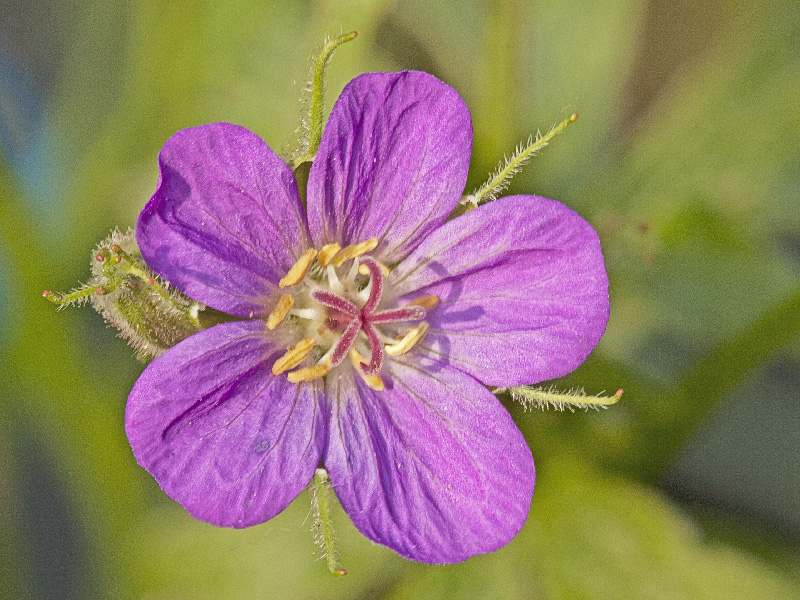 geranium?